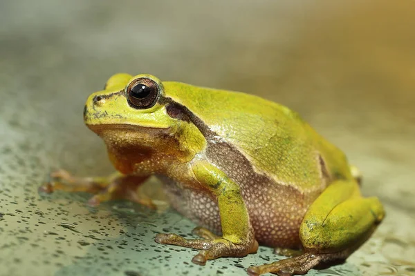 Lindo verde rana árbol de cerca — Foto de Stock