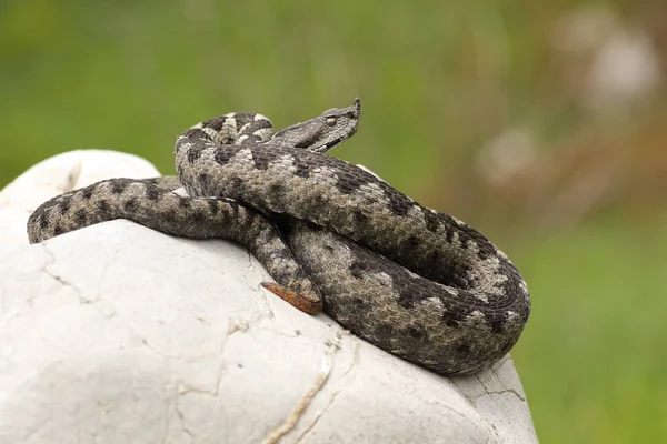 Dangerous european viper standing on a stone — Stock Photo, Image