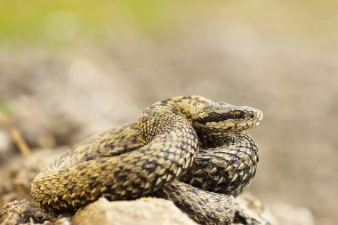 Vipera ursinii rakosiensis Doğal ortamında fotoğrafı