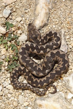 Vipera ammodytes doğal yaşam tadını çıkarma