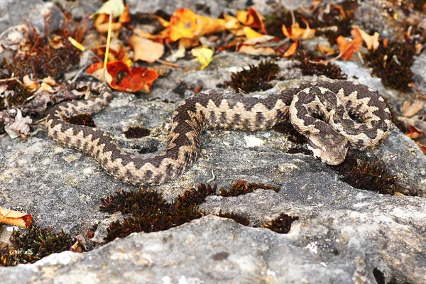 Természetes élőhely-veszélyes európai viper — Stock Fotó