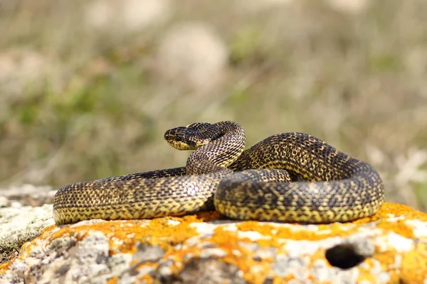 Gefleckte Schlange in voller Länge — Stockfoto