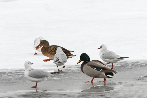 Hungry wild birds in winter — Stock Photo, Image