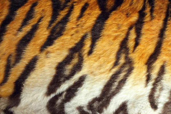 Peau colorée de tigre détaillée — Photo