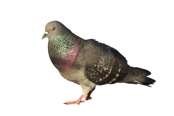 Isolated feral pigeon — Stock Photo, Image