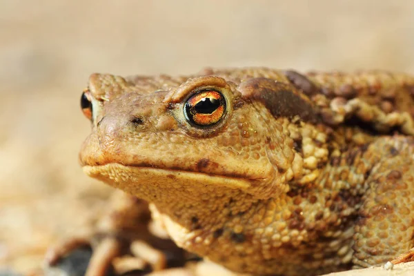 macro portrait of ugly brown toad