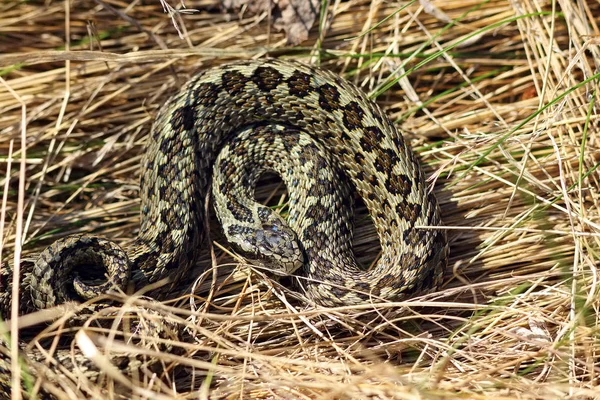Meadow viper hiding in natural habitat — Stock Photo, Image