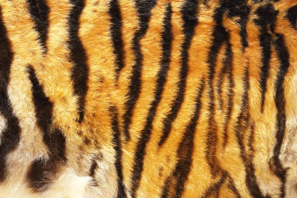 Patrón de tigre siberiano —  Fotos de Stock