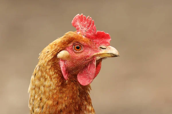 Portret van binnenlandse kip — Stockfoto