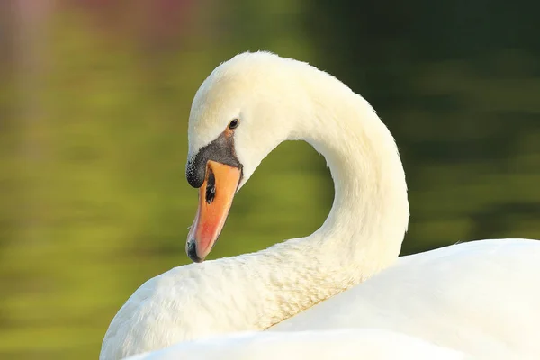 優雅な白鳥の肖像画 — ストック写真