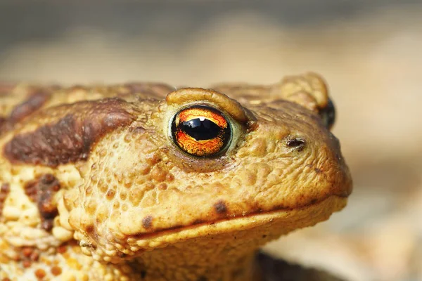 Портрет потворної коричневої жаби — стокове фото