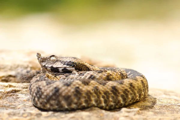 Bir taş üzerinde küçük Vipera ammodytes — Stok fotoğraf