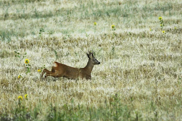 Косуля оленья бегает по пшеничному полю — стоковое фото
