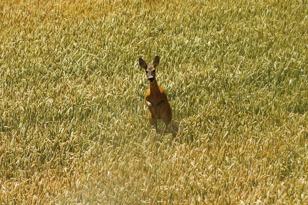Roe deer doe running towards the camera — Stock Photo, Image