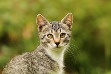 şirin kedi yavrusu portre