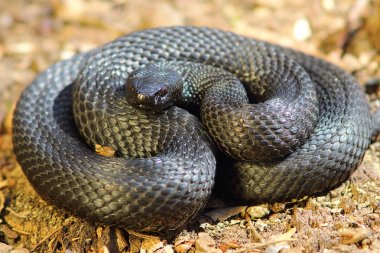 Vipera berus nikolski tam boy görüntü