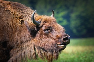 large male european bison portrait clipart