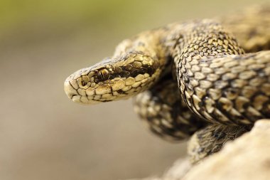 portrait of meadow viper in natural habitat clipart