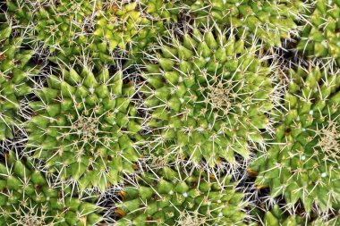 kaktüsler dokusal görüntü