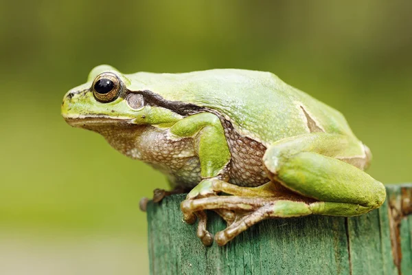 Schöner grüner Laubfrosch aus nächster Nähe — Stockfoto