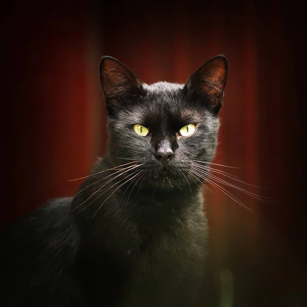Czarny kot, patrząc na kamery — Zdjęcie stockowe