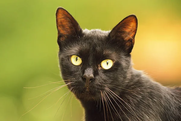 Cara de gato negro — Foto de Stock