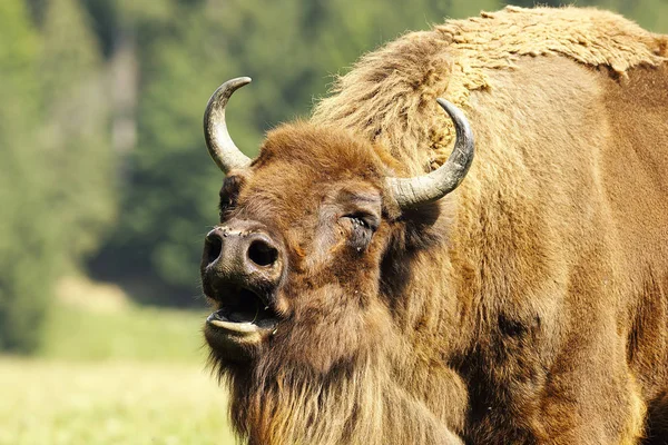 Bramido bisonte europeo — Foto de Stock