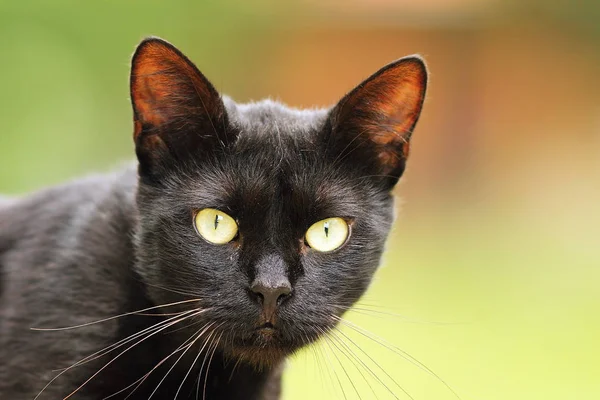 Черный портрет кота с большими зелеными глазами — стоковое фото