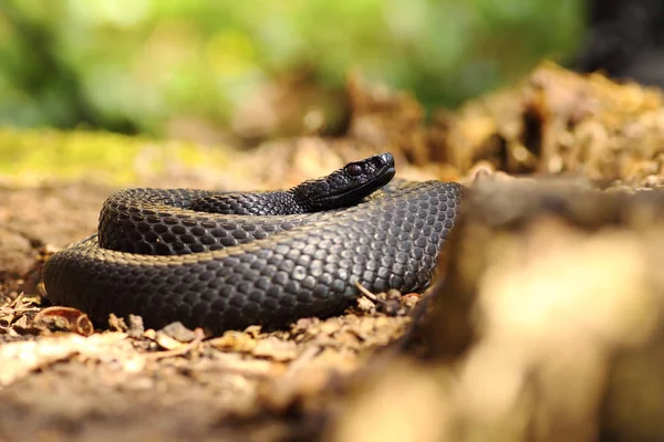 Zwarte slang op grond van het bos — Stockfoto