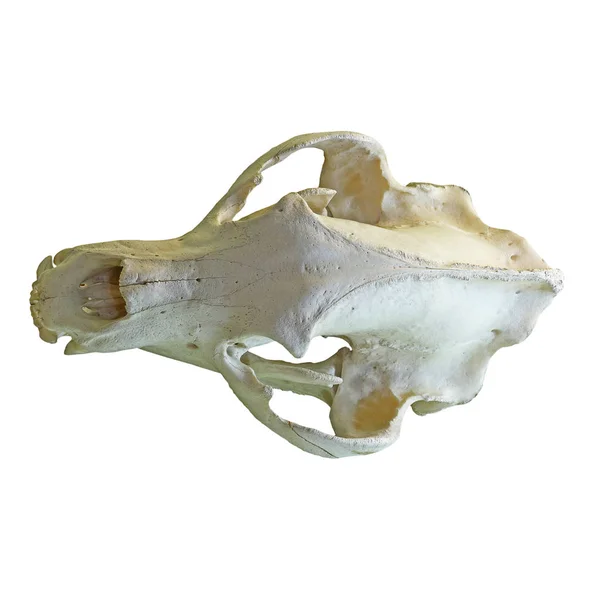 Boz ayı izole kafatası — Stok fotoğraf