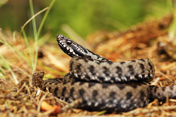 красочная гадюка на земле
