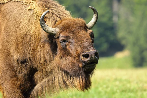 Primer plano del bisonte europeo — Foto de Stock