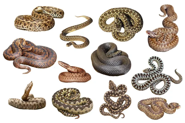 Collection of isolated european venomous snakes — Stock Photo, Image