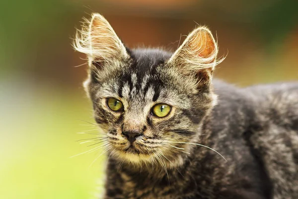 Curious kitten face — Stock Photo, Image