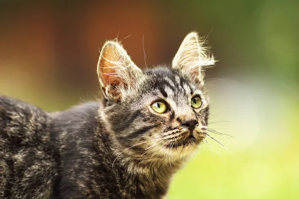 Süße flauschige junge Kätzchen aus nächster Nähe — Stockfoto