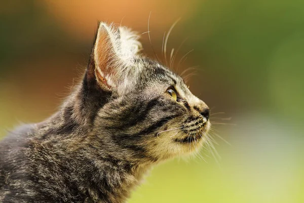 Lindo rayas curioso gato —  Fotos de Stock