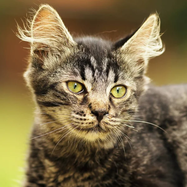 Leuk gestreept katje portret — Stockfoto
