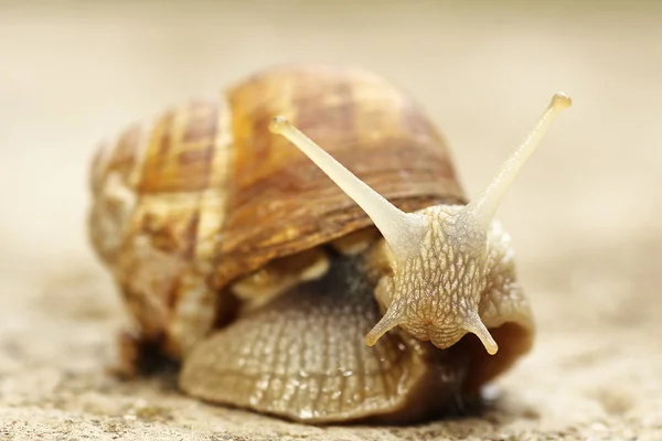 Garden common snail closeup — Stock Photo, Image