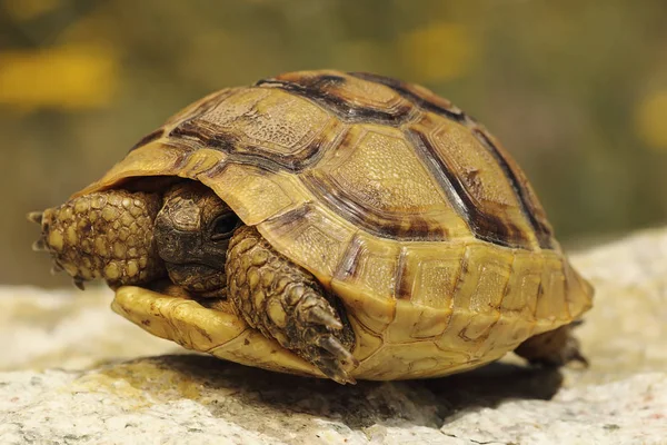 Tortuga griega en hábitat natural — Foto de Stock