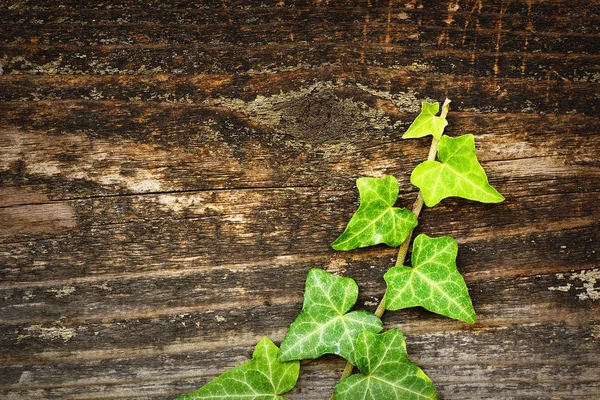 Πράσινο κισσού αναπτύσσονται σε ξύλινο φράχτη — Φωτογραφία Αρχείου