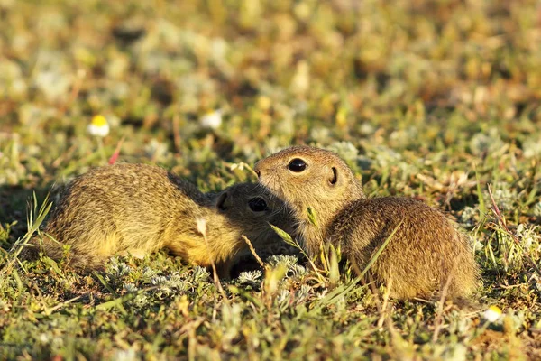 Ground squirrels brothers — Stock Photo, Image