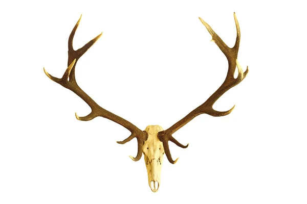 Huge red deer buck skull — Stock Photo, Image