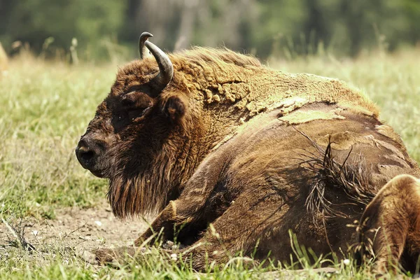Bisonte europeo grande — Foto de Stock