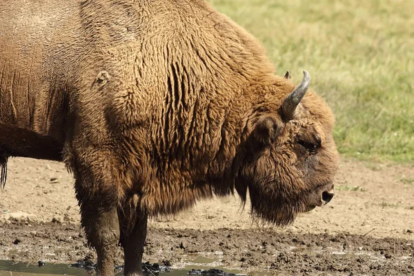 Bisonte europeo macho grande — Foto de Stock