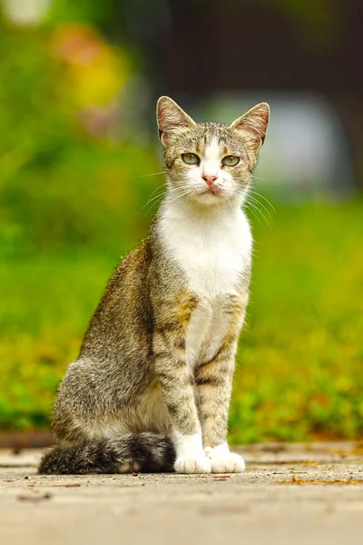 Mottley domestic cat — Stock Photo, Image