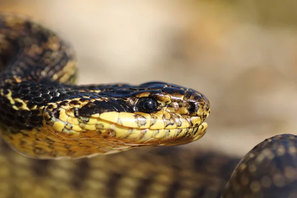 Portrait de beau serpent européen — Photo