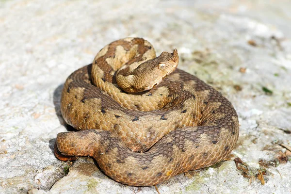 Nez cornu adder sur roche — Photo