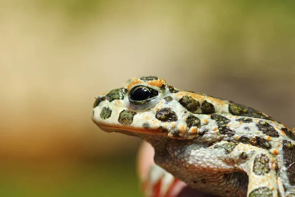 Porträt der süßen grünen Kröte — Stockfoto