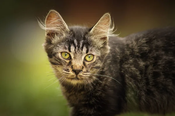 Retrato de gato doméstico jovem fofo — Fotografia de Stock