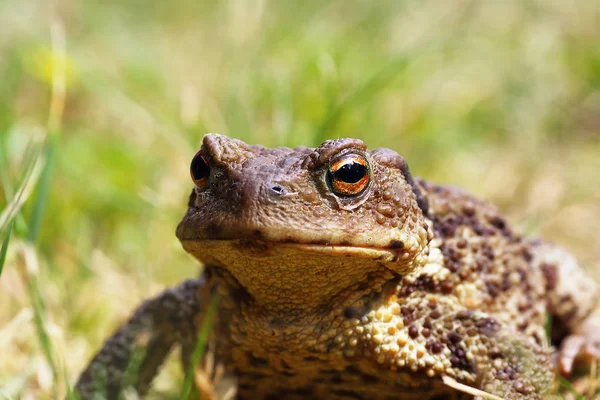 Портрет потворної жаби — стокове фото